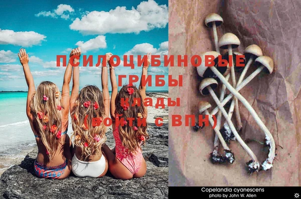ПСИЛОЦИБИНОВЫЕ ГРИБЫ Балахна
